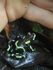 Dendrobates auratus