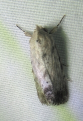 Catabenoides