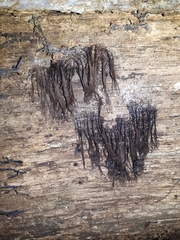 Stemonitis
