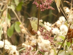 Phylloscartes ventralis