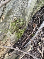 Pseudotaxiphyllum elegans