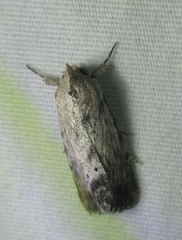 Catabenoides