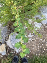 Ribes cereum