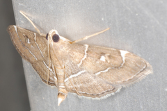 Lamprosema