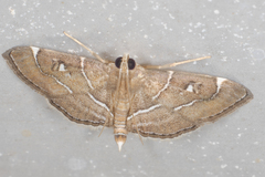 Lamprosema