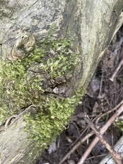 Pseudotaxiphyllum elegans