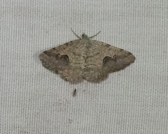 Frederickia s-signata