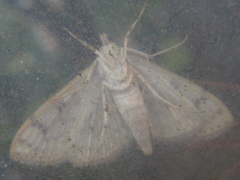 Haritalodes derogata