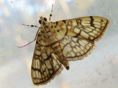 Haritalodes derogata