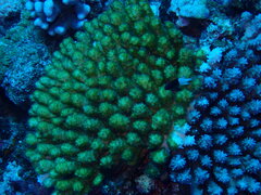 Acropora