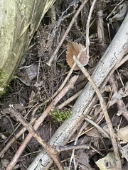 Pseudotaxiphyllum elegans