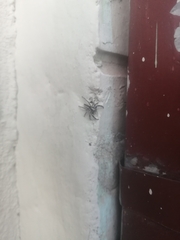 Menemerus bivittatus