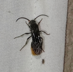 Sphaeropthalma marpesia