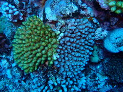 Acropora