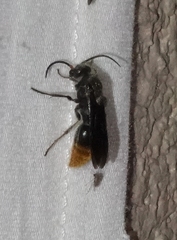 Sphaeropthalma marpesia