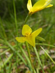 Diuris chryseopsis