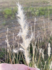 Bothriochloa longipaniculata