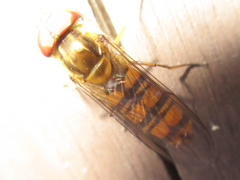 Episyrphus