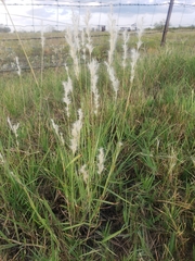 Bothriochloa longipaniculata