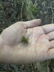 Pseudotaxiphyllum elegans