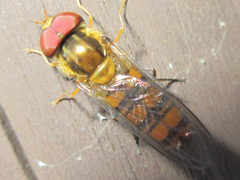 Episyrphus