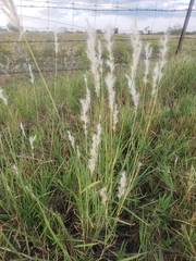Bothriochloa longipaniculata