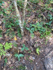 Trillium underwoodii