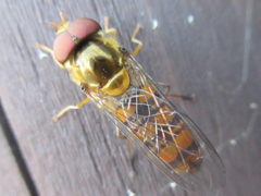 Episyrphus