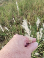 Bothriochloa longipaniculata