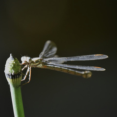 Archilestes californicus