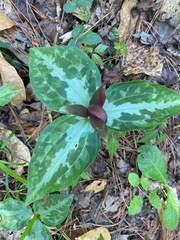 Trillium underwoodii