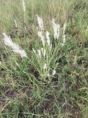 Bothriochloa longipaniculata