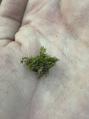 Pseudotaxiphyllum elegans