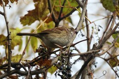 Zonotrichia albicollis