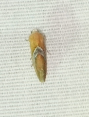 Ponometia venustula