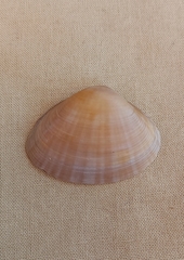 Mactra eximia
