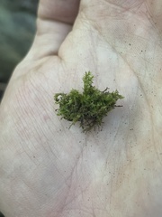 Pseudotaxiphyllum elegans