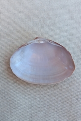 Mactra eximia