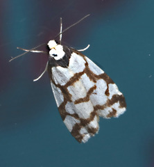 Scaptesyle dichotoma