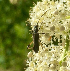 Callimoxys fuscipennis