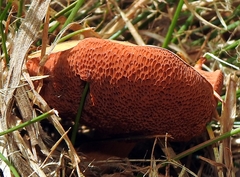 Chalciporus
