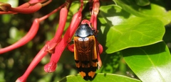 Conognatha