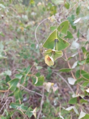 Lonicera implexa