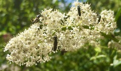 Callimoxys fuscipennis