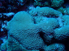 Gardineroseris planulata