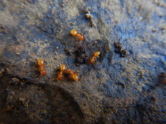 Acanthomyops
