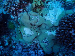 Gardineroseris planulata