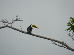Ramphastos ambiguus