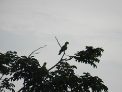 Amazona autumnalis