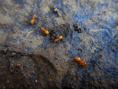 Acanthomyops